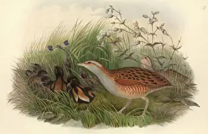 Drucke von Tafel 87 aus Johns Gouls Die Vögel Großbritanniens Band IV (1873) handgefärbte Lithografie John Gould Drucke: Krex Krex, Kornkräher