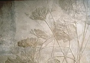 Echinodermata Species Drucke: Crinoids