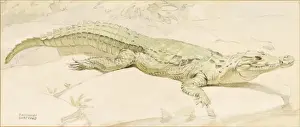 Crocodile