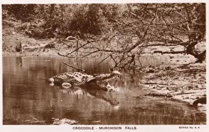 African Wildlife Images Online Drucke: Crocodile at Murchison Falls, Uganda
