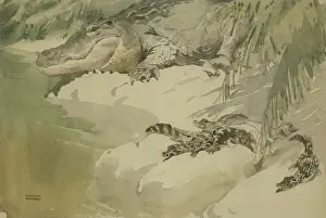 Raymond Sheppard Artwork Drucke: Crocodile and young