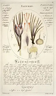 Krokos Sativus, Saffran
