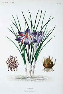 Saffron Crocus Drucke: Crocus sativus, saffron