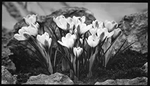 Historical Flora Images Drucke: Crocus Versicolor in a rockery
