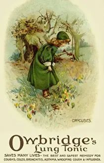 Crocuses