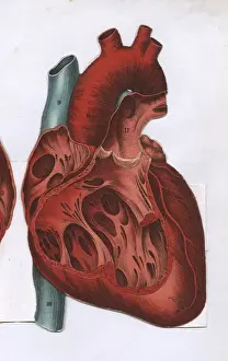 Human Heart Anatomy Drucke: Cross section of a heart