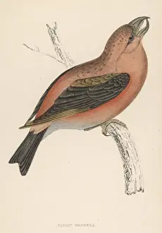 British Wildlife Images Online Drucke: Crossbill (Morris)