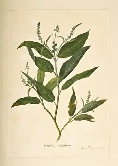 Dicotyledonous Flowering Plants Drucke: Croton compressus