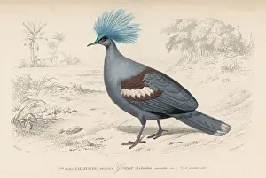 Drucke von Kronenragewahlvogel Verwandte Bilder Drucke: Kronen-Schweizermeise