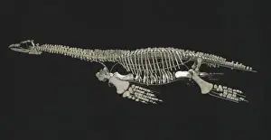 Jurassic Period Marine Life Drucke: Cryptoclidus eurymerus