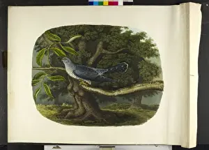 Cuckoo Bird Drucke: The cuckoo Cuculus canorus