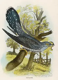 Historical Bird Art Drucke: Cuckoo (Sharpe)