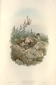 Kuckucksgeier Kuckuscanadensis, häufiger Rabeikäferkönig