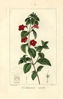 Mordant De Launay Herbier General Drucke: Cupids bower, Achimenes erecta