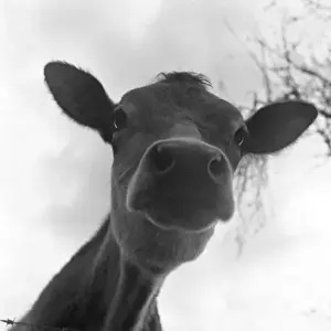 Young Calf Drucke: Cute Calf