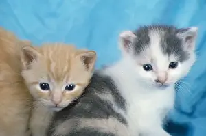 Cute Animal Pictures Drucke: Two cute kittens