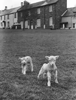 Cute Sheep Drucke: Two Cute Lambs