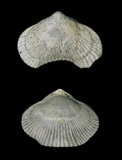 Brachiopod Fossils Drucke: Cyclothyris difformis, brachiopod
