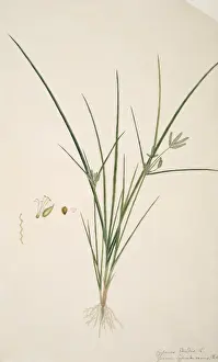 Nineteenth Century Botanical Art Drucke: Cyperus sp. sedge