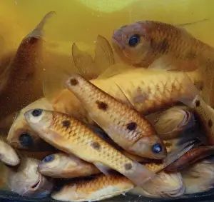 Bony Fish Anatomy Drucke: Cyprinid fish