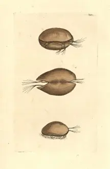 Frederick Nodders Artwork Drucke: Cypris pubera