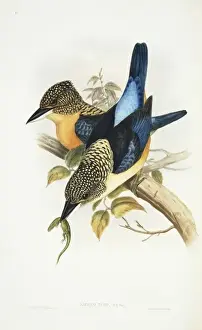 Drucke von Platte 51 aus Johns Gouls Die Vögel Asiens Band I (1850 - 83). Händisch gefärbte Lithografie Glanz Glanzhakenschnabel Drucke: Kuckucksaugen Tyrus mit Schimmerfedern
