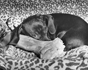 Funny Dog Pictures Drucke: Dachshund with a large bone