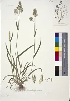 Flowering Plant Illustrations Drucke: Dactylis glomerata, cocksfoot
