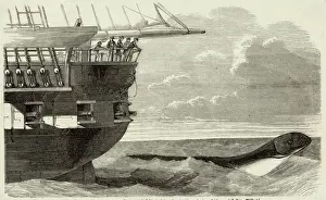 Drucke von Meereswesen beobachtet von der HMS Daedalus im südlichen Atlantik zwischen Kap und Saint Helena: Das Wesen unter den Achter des Schiffes (Bild 2 von 3) Daedalus Drucke: Das Daedalus Meerwesen