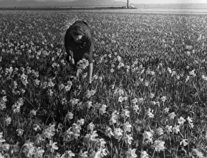 Woman Picking Flowers Drucke: Daffodil Field