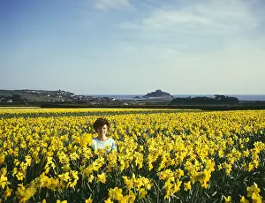 St Michaels Mount Drucke: Daffodil fields, St Michaels Mount, Marazion, Cornwall