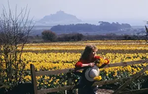 Die Felder von Daffodils, St Michaels Berg, Marazion in Kornwall