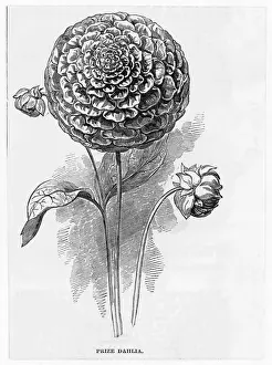 Dahlia Varieties Drucke: DAHLIA