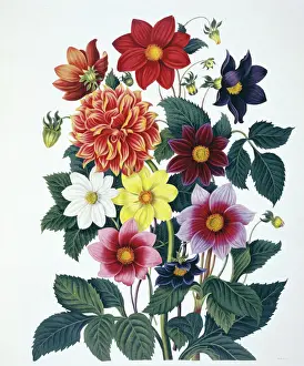 Botanisch Drucke: Dahlia Spätblüher
