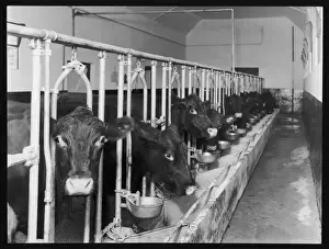 Agricultural Livestock Photography Drucke: Dairy Cows / Feeding Time