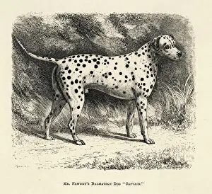 Dalmatian Dog Drucke: DALMATIAN / 1886
