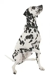 Spotted Dog Drucke: Dalmation