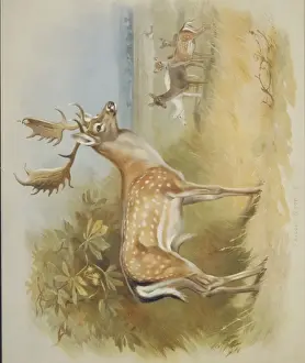Hoofed Mammal Images Drucke: Dama dama, fallow deer