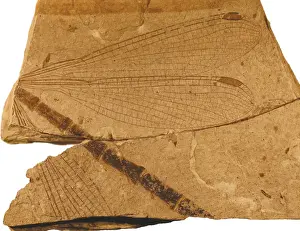 Damselfly