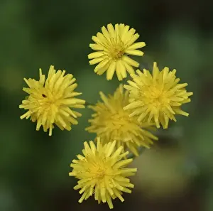 Angiosperm Flowering Plants Drucke: Dandelion