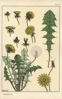Eugene Grasset Drucke: Botanische Studie der Dornröschen