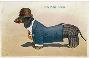 Kleiner, eleganter Dachsbracken