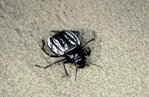 Drucke von Dunkelglanzbeetle – Abendstern (Starnodes caspicus Pall.) Turkestan – Zentraler Karramass-Sand-Feuchtgebiet, Frühjahr, April Schwarzkäfer Drucke: Dunkelglanzkäfer - abends