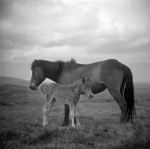 Drucke von Dartmoor-Pferde, Devon - eine Stute und ihr Fohus. Datum: ca. 1960er Jahre Dartmoor Drucke: Dartmoor-Pferde aus Devon