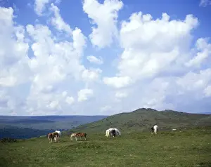 Dartmoor-Pferde am Sharp Tor in Devon