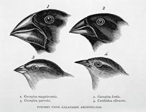 Drucke von Vögel der Galapagosen Inseln, die von Darwin beobachtet wurden Charles Darwin Drucke: Darwin, Finanzierter Vogel, Galapagos-Inseln