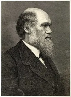 Charles Darwin Image Drucke: Darwin / Profile / Eng