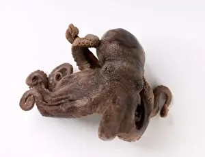 Natural History Museum Prints Drucke: Darwins Octopus