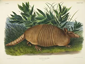 Neunbändiger Schafschwein
