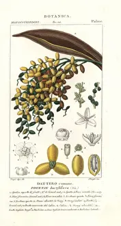 Handcolored Botanical Prints Drucke: Date palm, fruit, Phoenix dactylifera